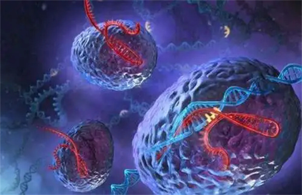 柬埔寨做三代试管助孕是合法的吗