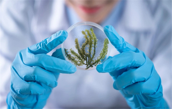 2025柬埔寨三代试管成功率最高的医院排名